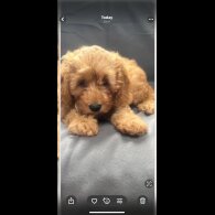 Cavapoo - Both