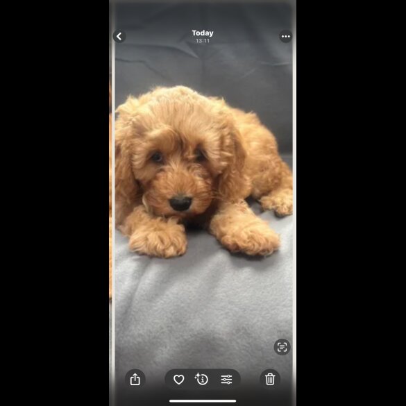 Cavapoo - Both