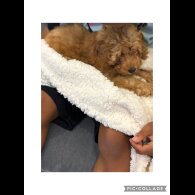 Cavapoo - Both