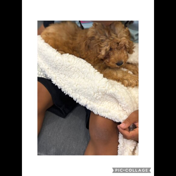 Cavapoo - Both