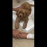 Cavapoo - Both