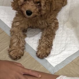 Cavapoo - Both