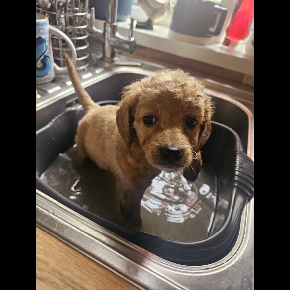Cavapoo - Bitches