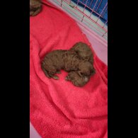 Cavapoo - Both