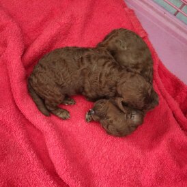 Cavapoo - Both