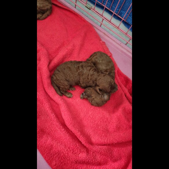 Cavapoo - Both