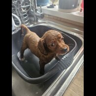Cavapoo - Bitches