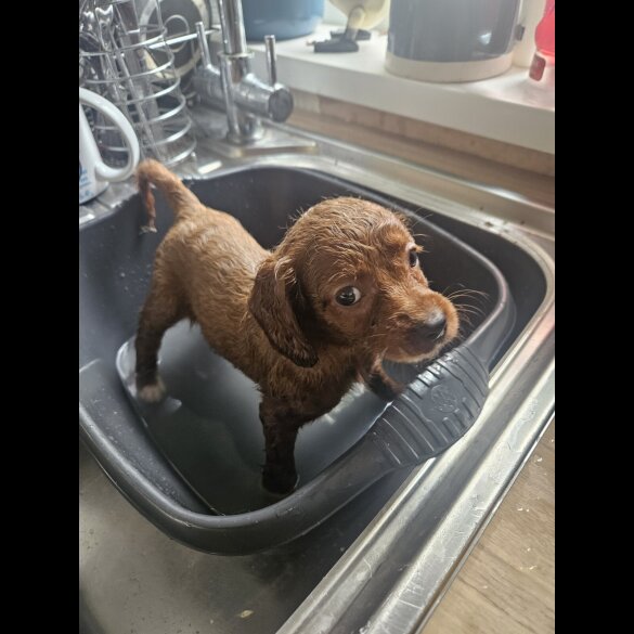 Cavapoo - Bitches
