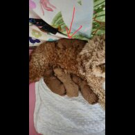 Cavapoo - Both