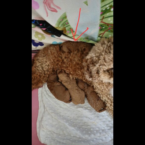 Cavapoo - Both