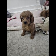 Cavapoo - Bitches