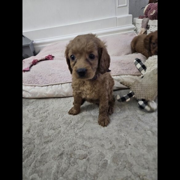 Cavapoo - Bitches