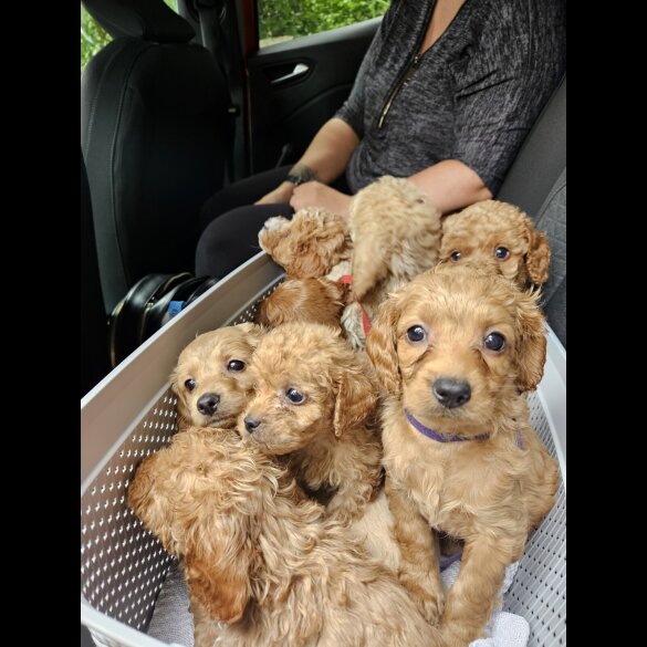 Cavapoo - Bitches