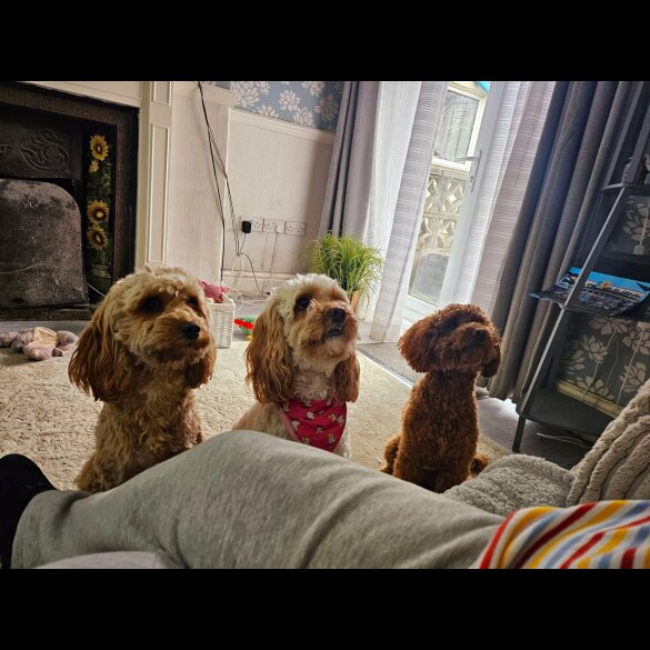 Cavapoo - Bitches