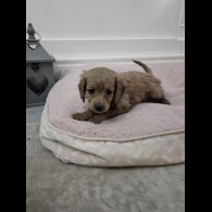 Cavapoo - Bitches
