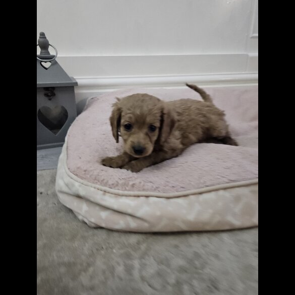 Cavapoo - Bitches