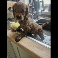 Cavapoo - Bitches