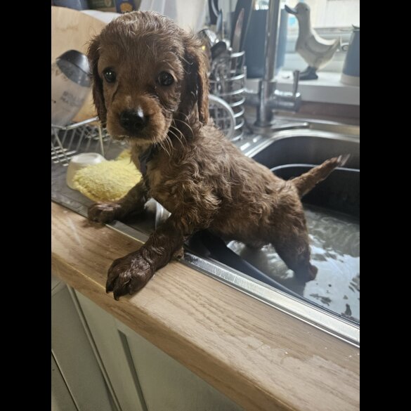 Cavapoo - Bitches