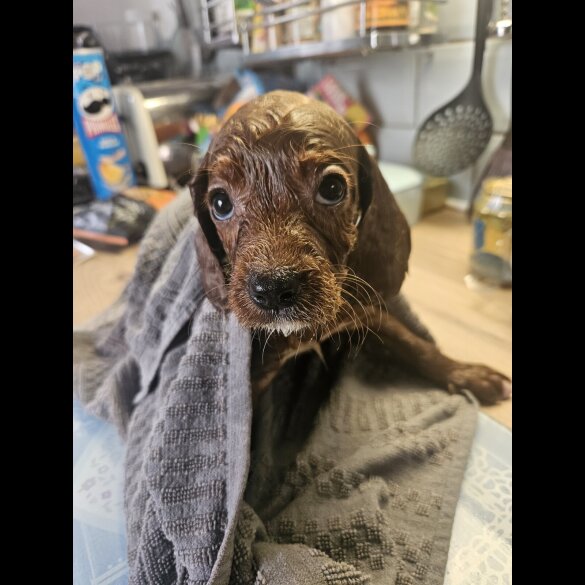 Cavapoo - Bitches