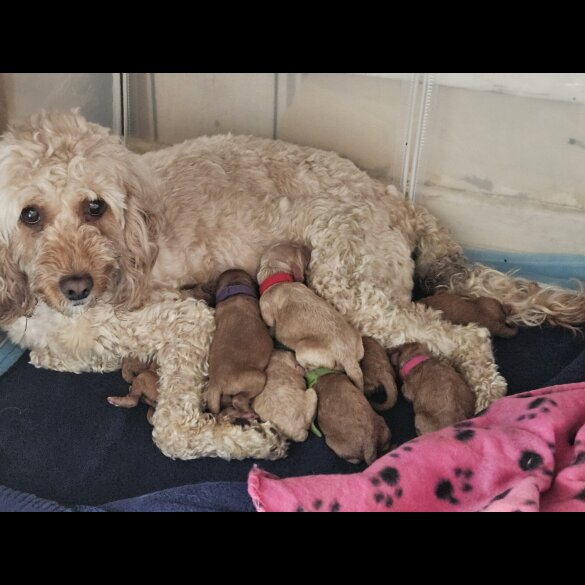 Cavapoo - Bitches