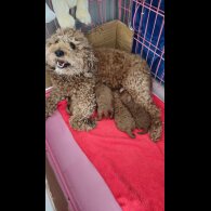Cavapoo - Both