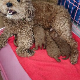 Cavapoo - Both