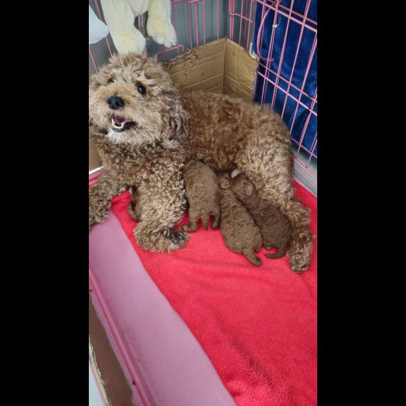 Cavapoo - Both