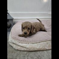 Cavapoo - Bitches