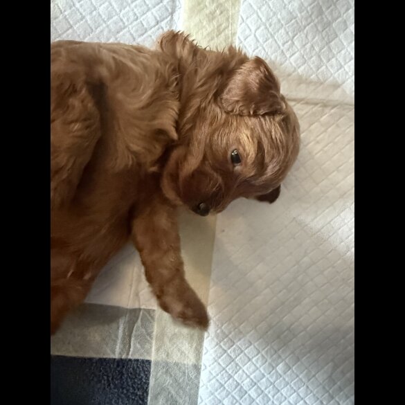 Cavapoo - Bitches