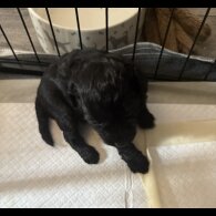 Cavapoo - Bitches