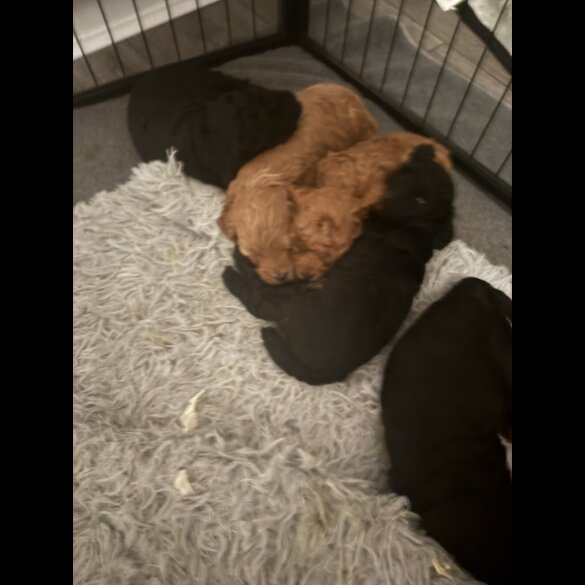 Cavapoo - Bitches