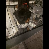 Cavapoo - Bitches