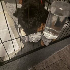 Cavapoo - Bitches