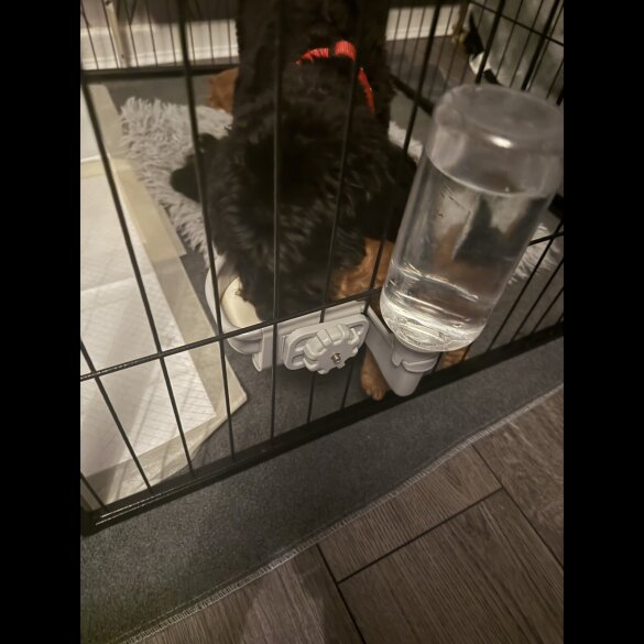 Cavapoo - Bitches