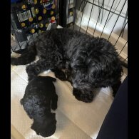 Cavapoo - Bitches