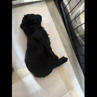 Cavapoo - Bitches