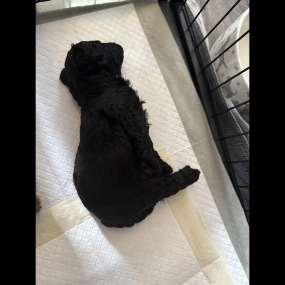 Cavapoo - Bitches