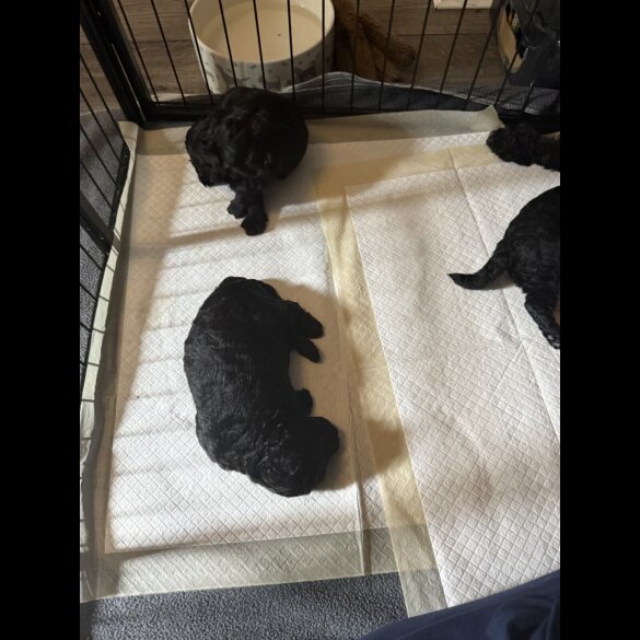 Cavapoo - Bitches