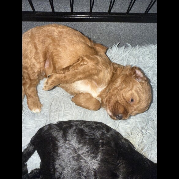Cavapoo - Bitches