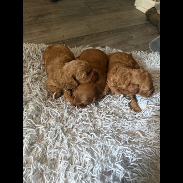 Cavapoo - Bitches