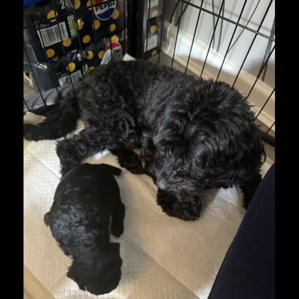 Cavapoo - Bitches