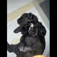 Cavapoo - Bitches