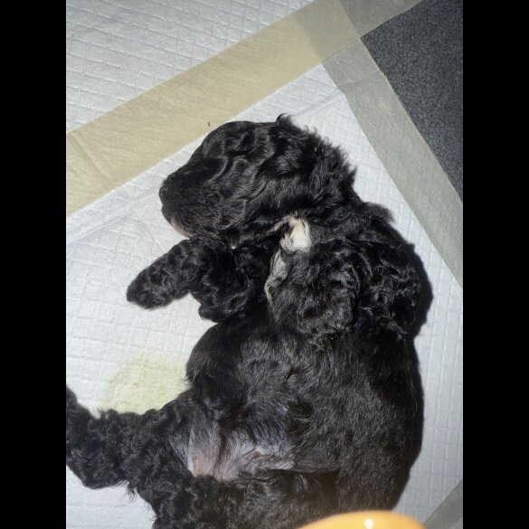 Cavapoo - Bitches