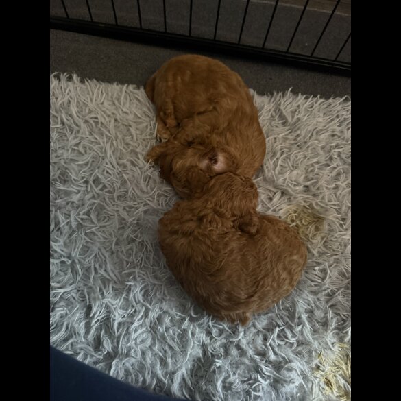 Cavapoo - Bitches