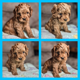 Cavapoo - Both