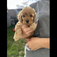 Cavapoo - Both