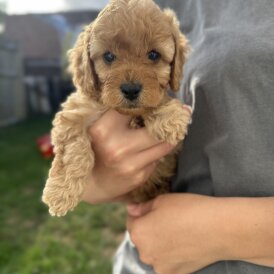 Cavapoo - Both