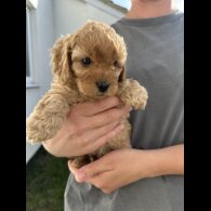 Cavapoo - Both