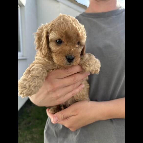 Cavapoo - Both