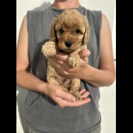 Cavapoo - Both